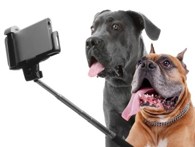 Komik köpekler selfie beyaz zemin üzerine alarak.