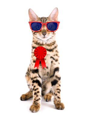 Şirin kedi güneş gözlüğü ve ödül şerit üzerinde beyaz arka plan ile. ABD tatil kavramı.