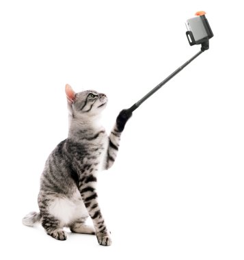 Komik kedi selfie beyaz zemin üzerine alarak.