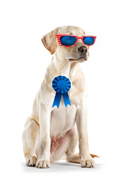 Güneş gözlüğü ve ödül şerit beyaz arka plan üzerinde şirin köpek. ABD tatil kavramı.