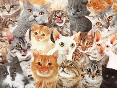 Birçok kedi arka plan