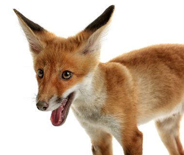 şirin tilki yavrusu 