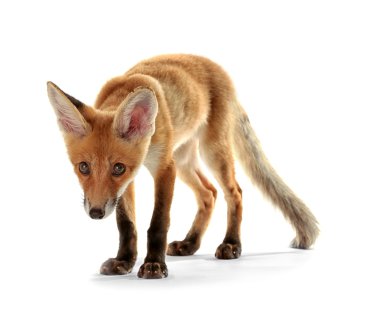 şirin tilki yavrusu 