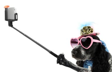 Komik köpek selfie beyaz zemin üzerine alarak.