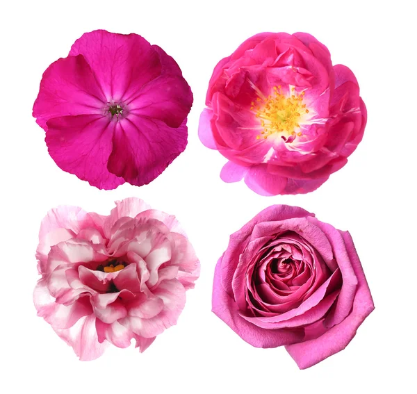 Selection of different flowers — Stock Photo, Image