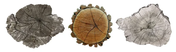 Secțiuni Transversale Ale Trunchiurilor Copaci Izolate Fundal Alb — Fotografie, imagine de stoc