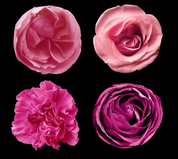 Výběr z různých květin — Stock fotografie