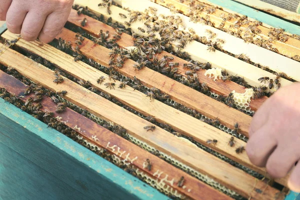Rahmen mit Bienenwaben aus Bienenstock — Stockfoto