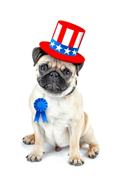 Cute dog with Uncle Sam hat and award ribbon on white background. USA holiday concept. — Stockfoto