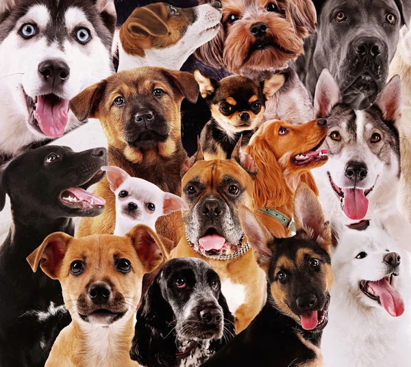 Cute Dogs background — Stock Photo, Image