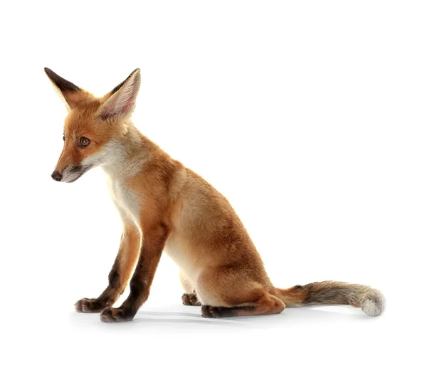 Little fox cub sitting isolated on white — Stock Photo, Image