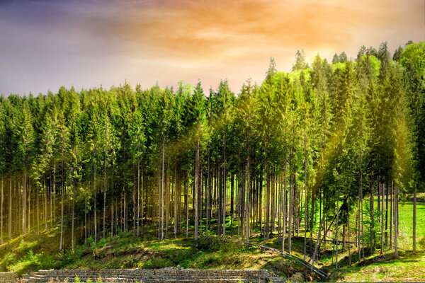 Green tree forest on sunset 