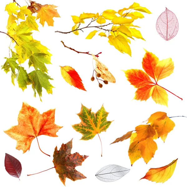 Set of autumn leaves isolated on white — Stock Photo, Image
