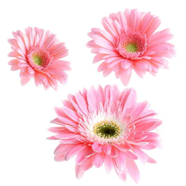 Růžová gerbera, izolovaných na bílém — Stock fotografie