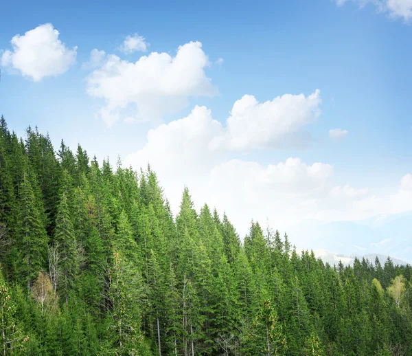 Frühlingswald an Berghängen und blauer Himmel Hintergrund — Stockfoto