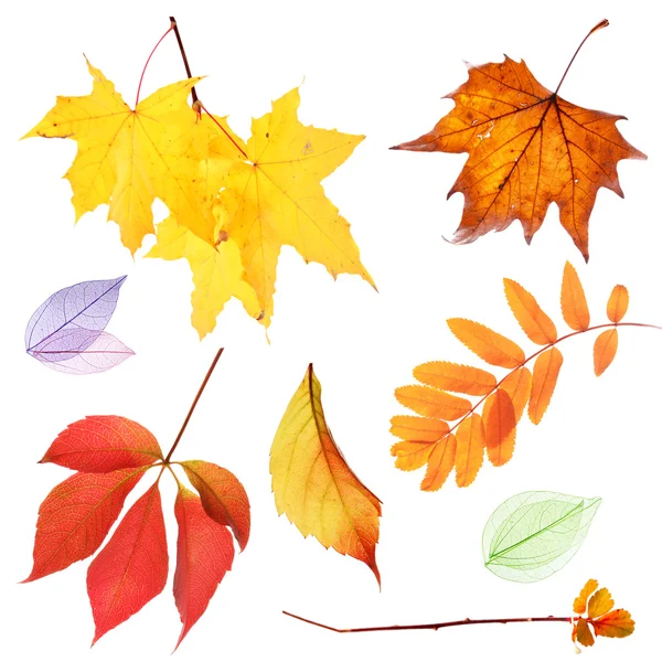 Set herfstbladeren geïsoleerd op wit — Stockfoto