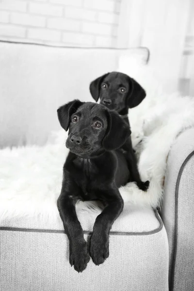 Funny Labrador cachorros en el sofá — Foto de Stock