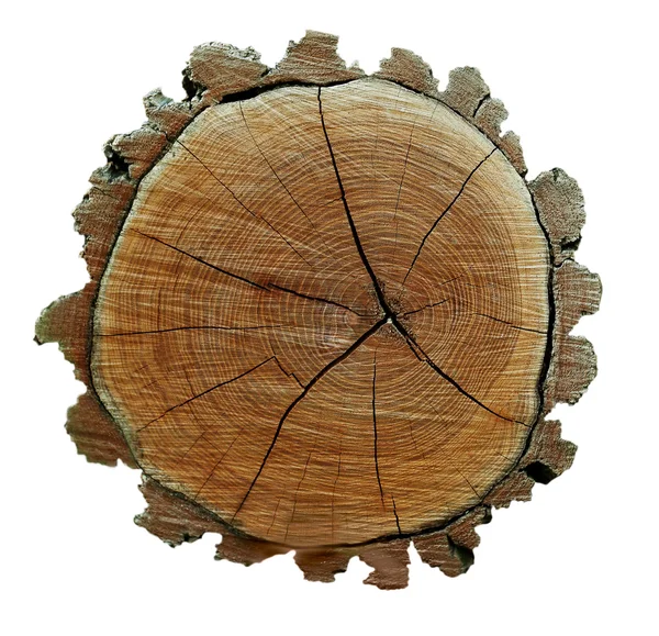 Corte transversal do tronco da árvore isolado em branco — Fotografia de Stock