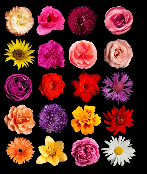 Selección de diferentes flores — Foto de Stock