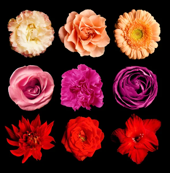选择的不同颜色的花 — 图库照片