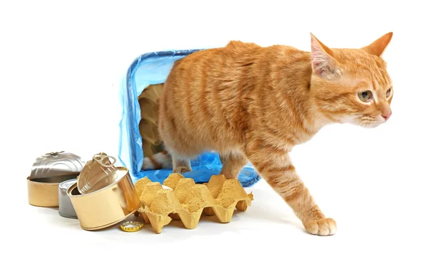 Red cat near full inverted garbage basket, isolated on white — Stock Photo, Image