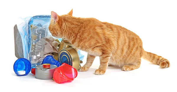 Gato rojo cerca de la cesta de basura invertida completa, aislado en blanco — Foto de Stock