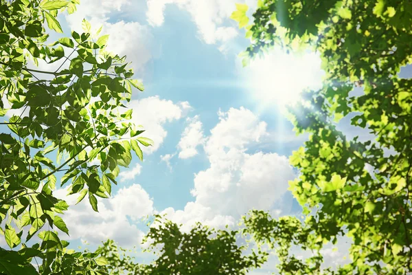 Gałęzie drzew z zielonymi liśćmi na tle nieba — Zdjęcie stockowe