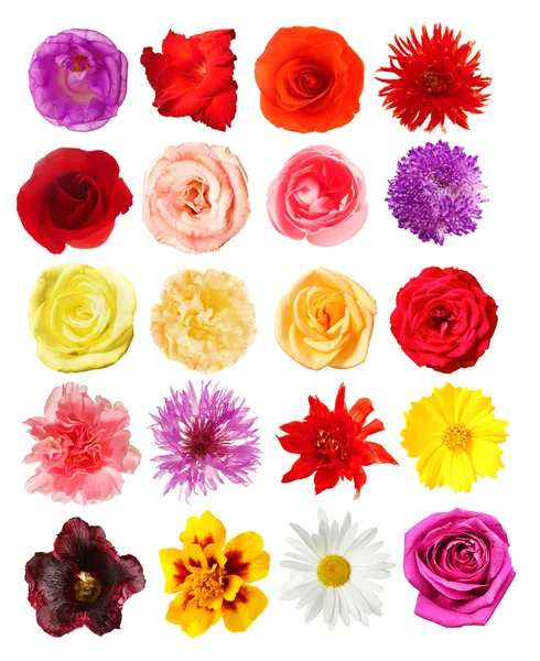 Auswahl verschiedener Blumen — Stockfoto