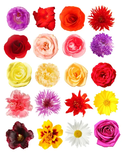 Selección de diferentes flores — Foto de Stock