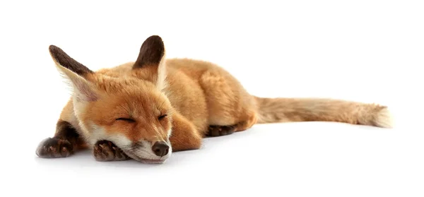 Beautiful fox cub lying isolated on white — Stock Photo, Image