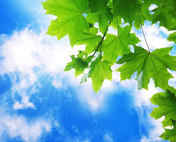 Tree branches with green leaves on sky background — Stock Photo, Image