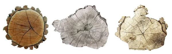 Corte transversal do tronco da árvore isolado em branco — Fotografia de Stock