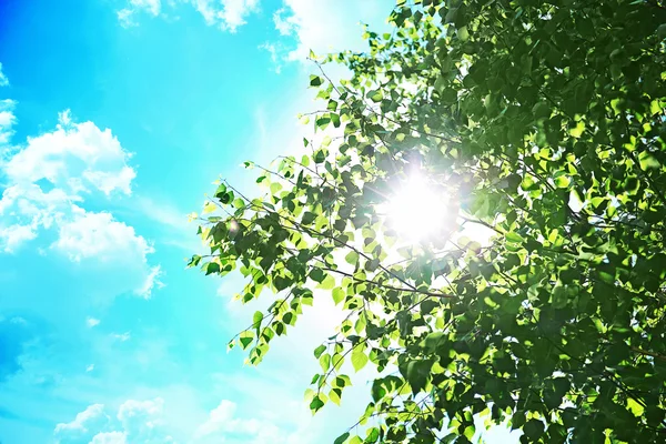 Tree branches with green leaves on sky background — Stock Photo, Image