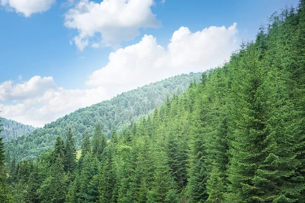 Verdi colline foresta su sfondo cielo blu — Foto Stock