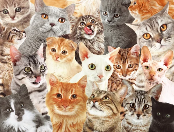 Muitos gatos fundo — Fotografia de Stock