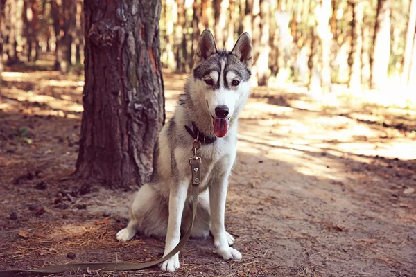 Carino husky a piedi nella foresta — Foto Stock