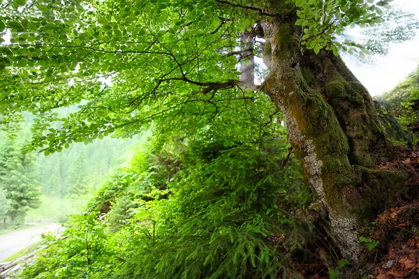 Ormandaki büyük yeşil ağaç — Stok fotoğraf