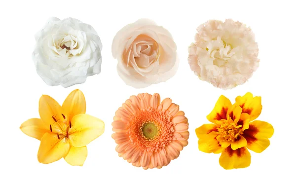 Wybór różnych kwiatów — Zdjęcie stockowe