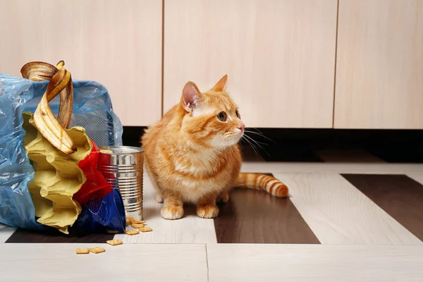 Красная кошка рядом с перевернутой корзиной для мусора на полу кухни — стоковое фото