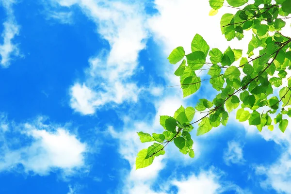 Branches d'arbres avec des feuilles vertes sur fond de ciel — Photo