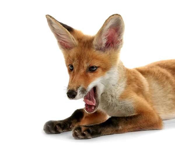 Beautiful fox cub lying isolated on white — Stock Photo, Image