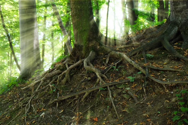 Grandes raíces de árboles en un bosque verde — Foto de Stock