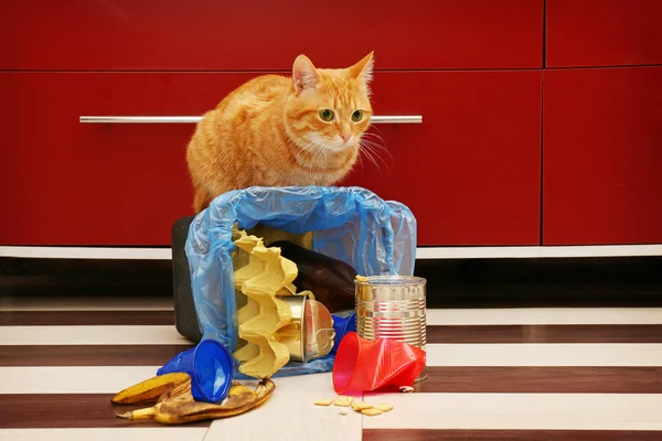 Gato rojo en la cesta de basura invertida completa en el suelo de la cocina — Foto de Stock
