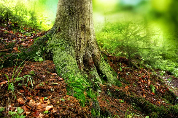 Big tree roots in a green forest — Stock Photo, Image