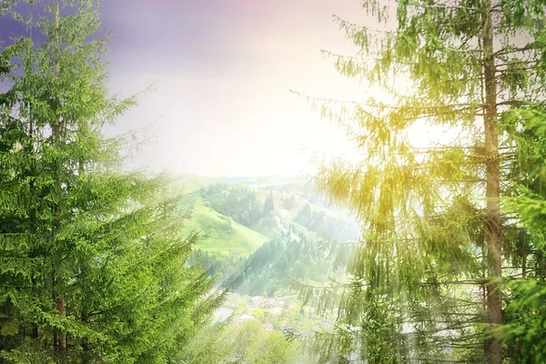 Forest green hills in mountains with sun rays — Stock Photo, Image