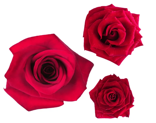 Vacker röd ros isolerad på vit — Stockfoto
