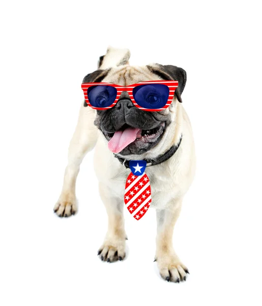 Cute dog with sunglasses and tie — Stock Photo, Image