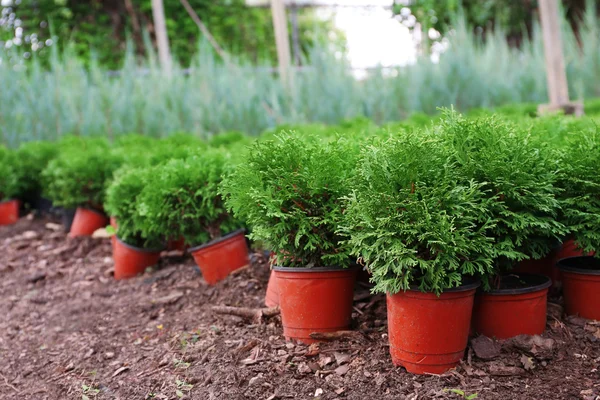 Pentole con giovani piante thuja in serra — Foto Stock