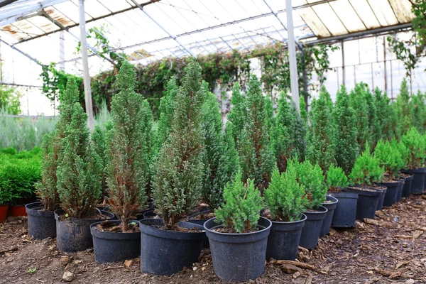 Panelas com plantas de coníferas jovens em estufa — Fotografia de Stock