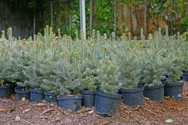 FIR tree rośliny — Zdjęcie stockowe